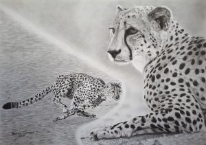 Cheetahs 300x211