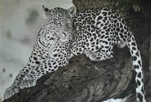 Leopard At Rest 300x204