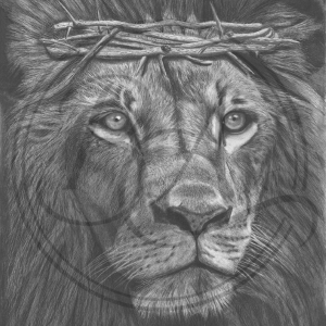 Hyper-realistic black and white graphite drawing of an African lion by Bertus Combrinck
