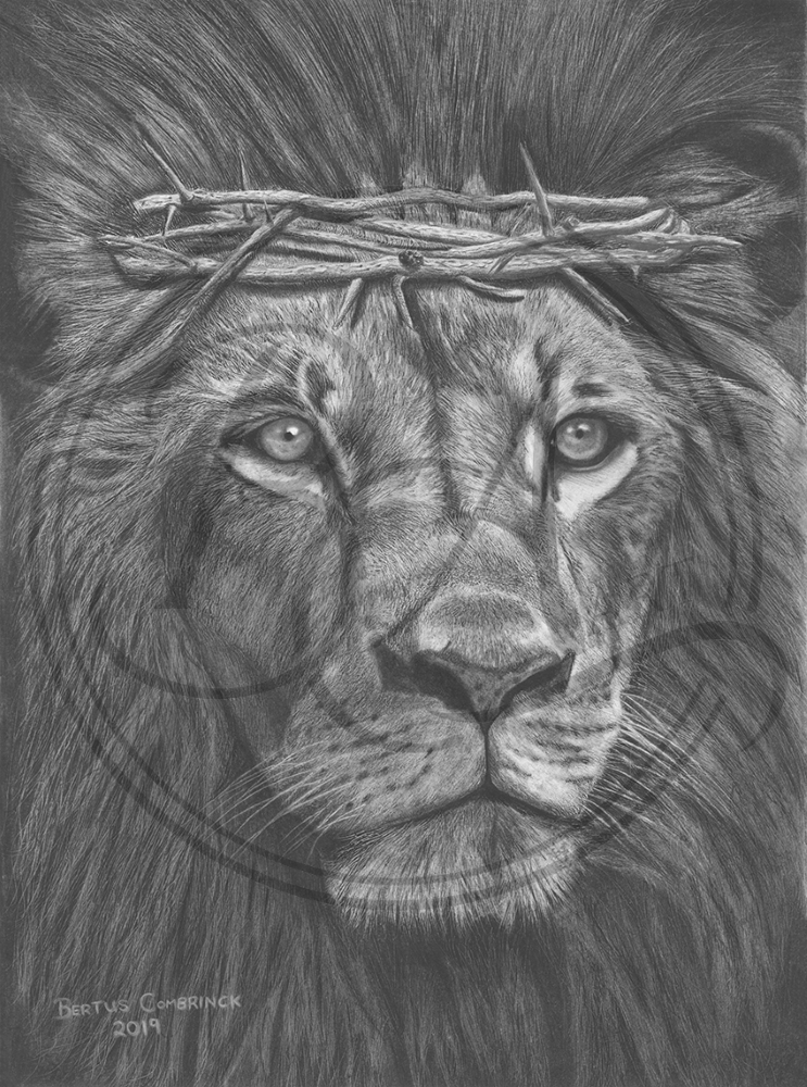 Hyper-realistic black and white graphite drawing of an African lion by Bertus Combrinck