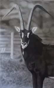 Sable Antelope1 183x300