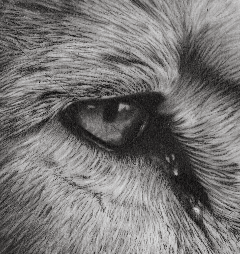 alphamaleeye